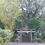 参道からの写真です。