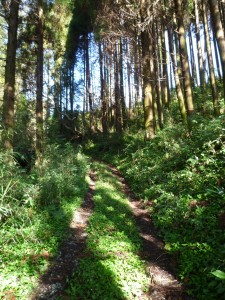 かつての梶山城に続く道です。