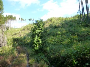 林を抜けると青空が広がっていました。