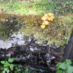 苔むした倒木に、なめこっぽい何かが・・・