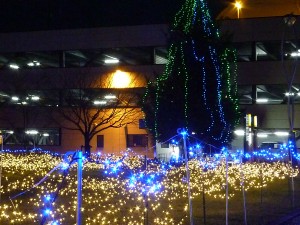 イルミネーションの花が咲いてるみたいですね。