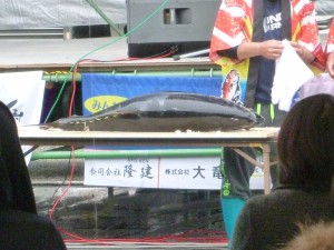 まな板の鯉ならぬ、まな板のマグロ。取れたてだそうです。
