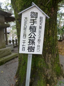 公孫樹の幹に立て札が。