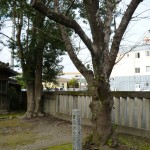 一の鳥居側にあるさくらです。「万国博記念植樹」の文字が・・・。