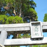 この日は抜けるような青空。鳥居と神木と空の対比がとてもきれいでした。