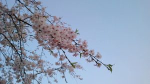 八重桜